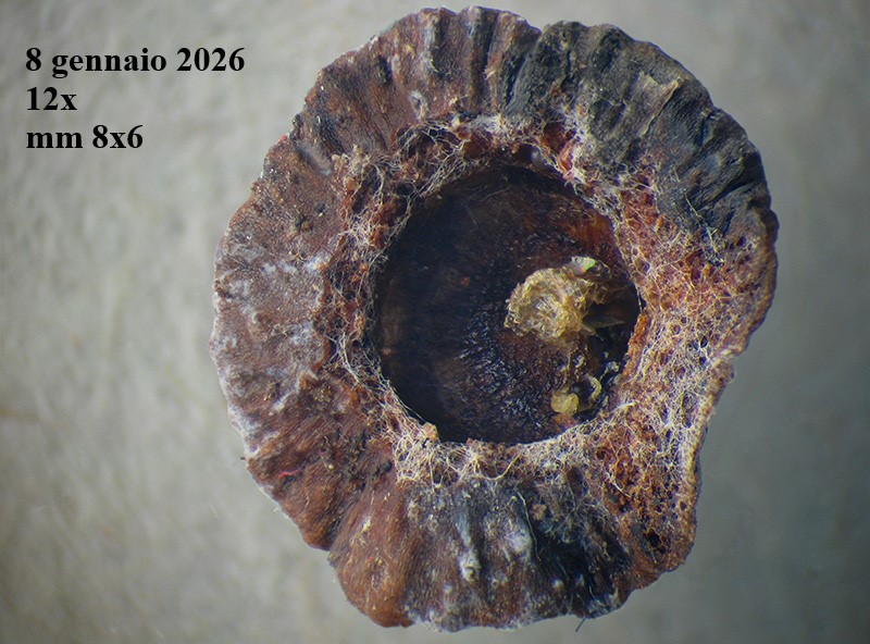 Neuroterus q. b. con parassitoide